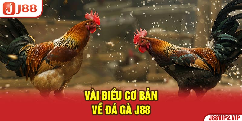 Vài điều cơ bản về Đá Gà J88