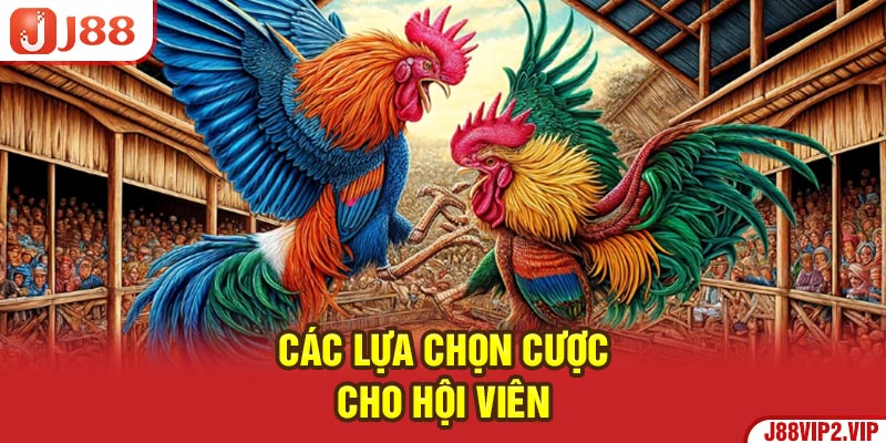 Các lựa chọn cược cho hội viên